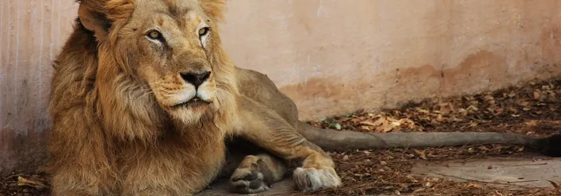 Be a Lion 3