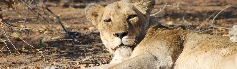 Lions Service Areas